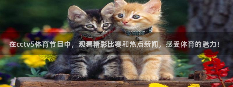 在cctv5体育节目中，观看精彩比赛和热点新闻，感受体育的魅力！